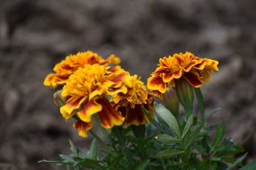 金色万寿菊花朵图片